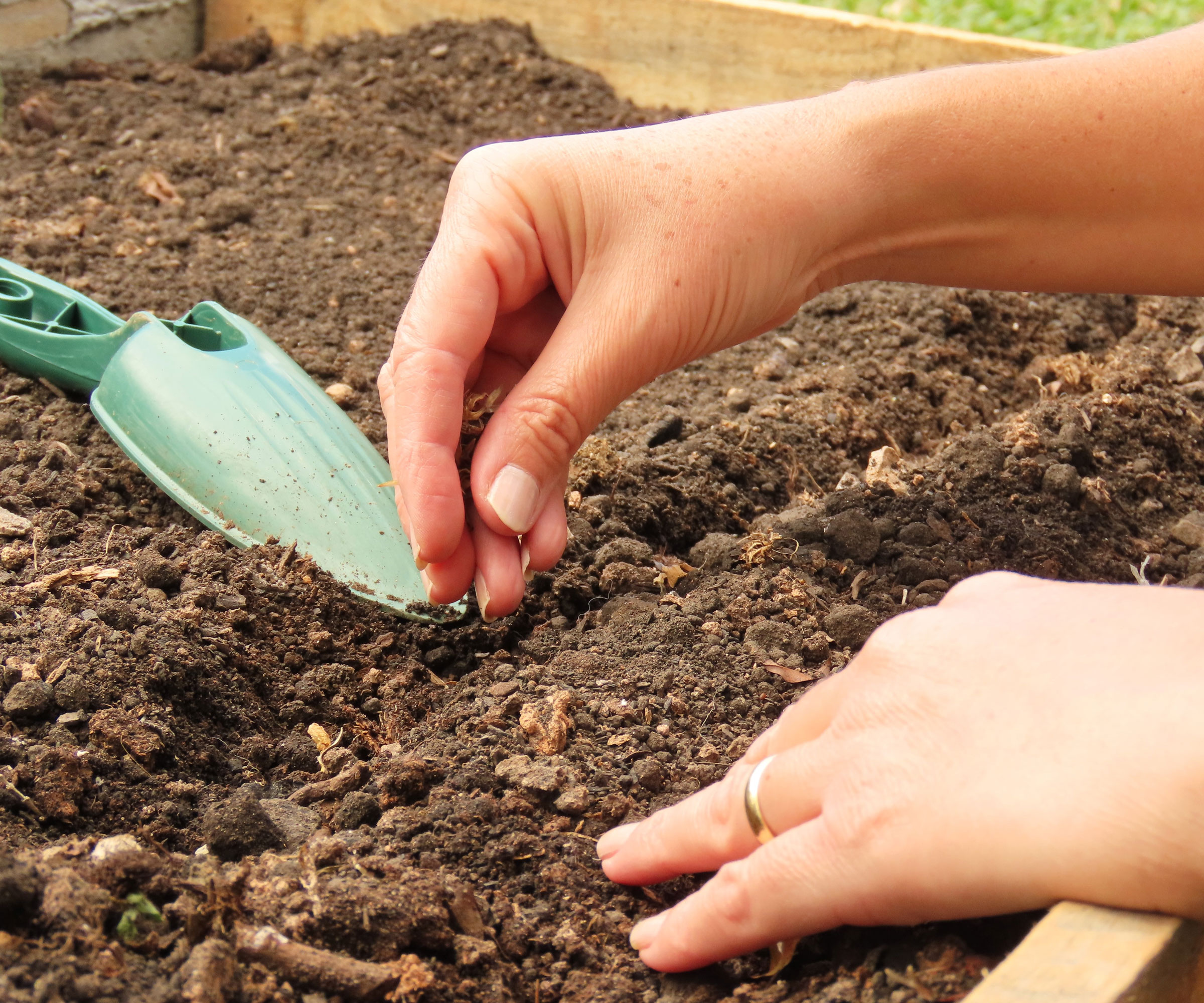 planting zinnia seed in raised bed