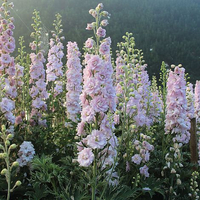 Delphinium 'Pink Blushes' from Thompson &amp; Morgan