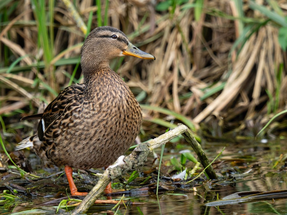 Photo of a duck taken with the OM System M.Zuiko Digital 150-600mm F5.0-6.3 IS