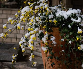 winter jasmine in large pot covered in snow