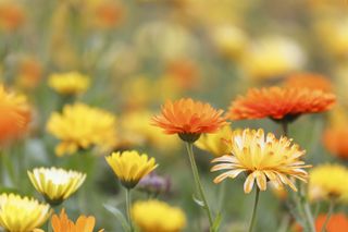 Burpee's tips for growing the perfect cottage garden: marigolds