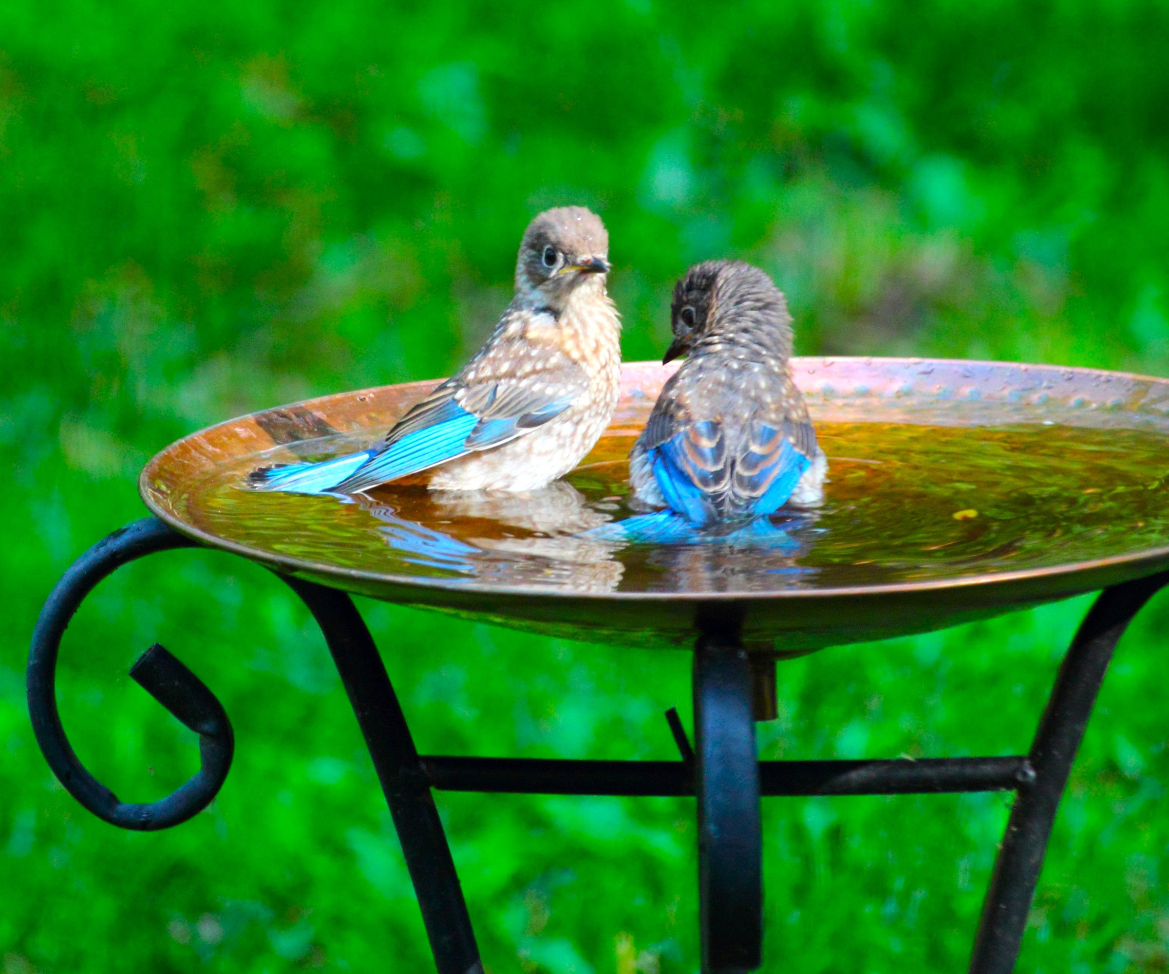 bluebirds playing in copper bird bath in garden