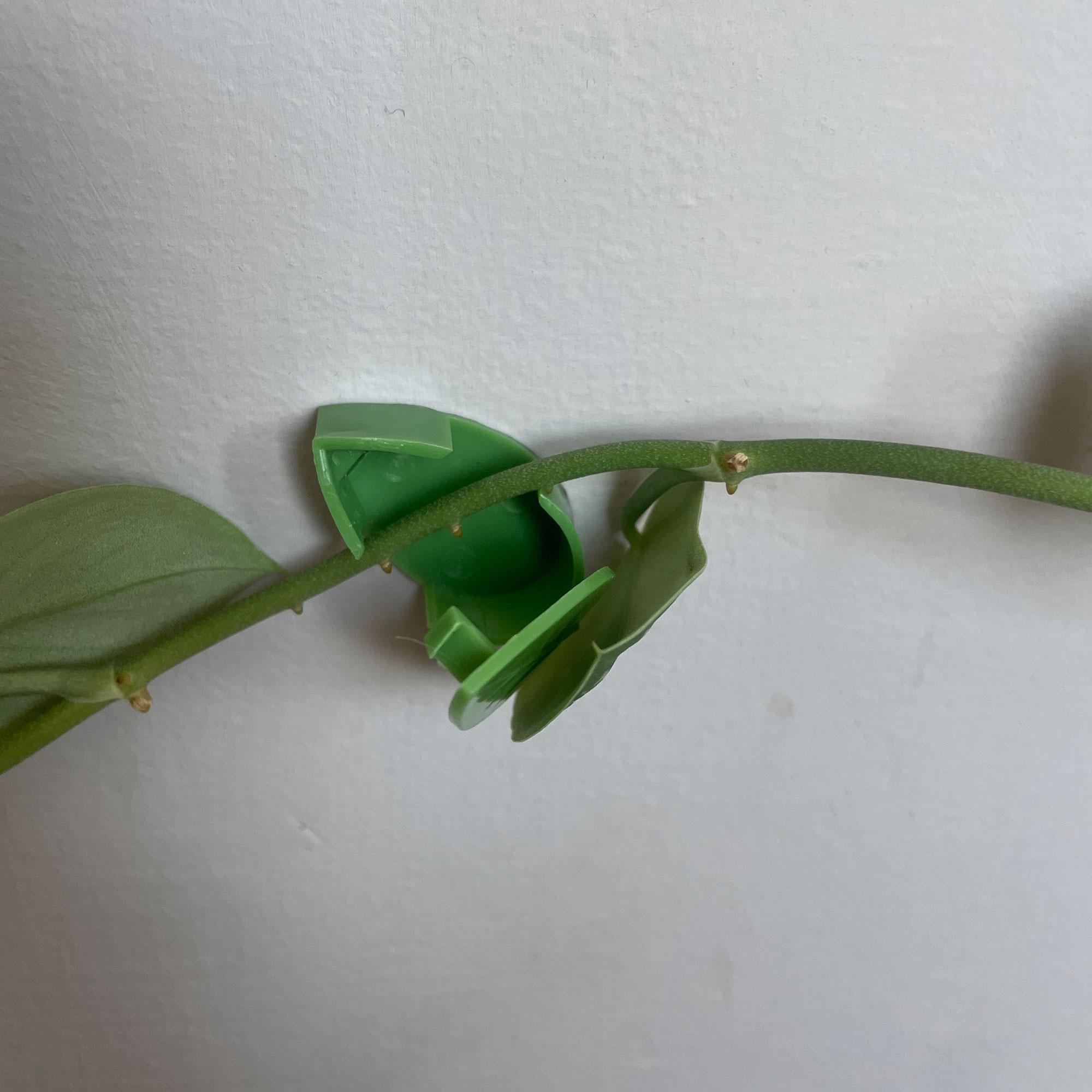 Green leaf shaped plant clips training trailing pothos plant