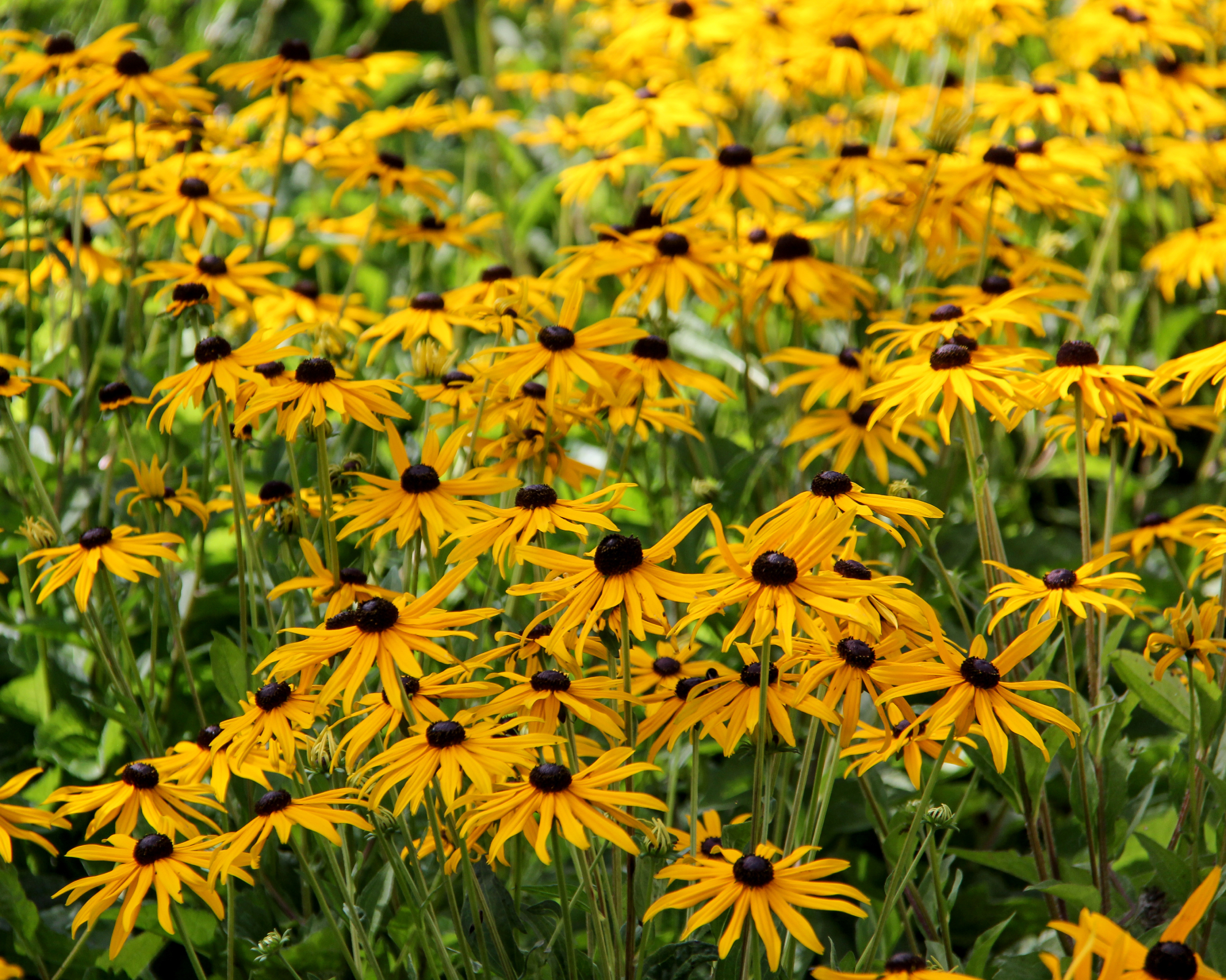 rudbeckia fulgida little goldstar flower meadow