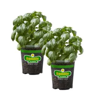 Two basil plants in black pots