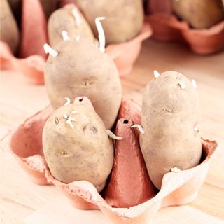 Chitting seed potatoes in egg box