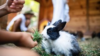 Rabbit eating grass