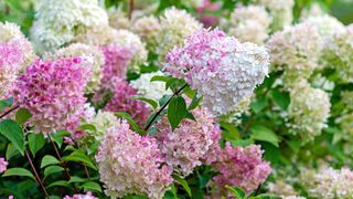 Hydangea Paniculata ‘Limelight’ best plant recommendation by garden designer