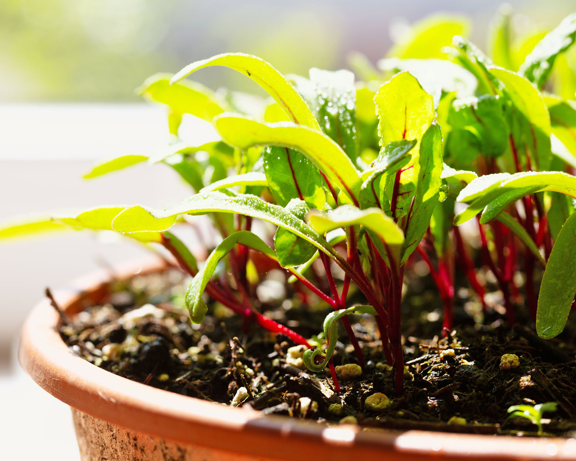 Beetroot seedlings, growing in a terracotta colored pot