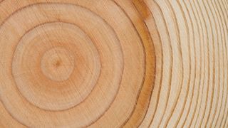 A close-up of tree rings