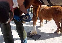 Farrier2.jpg