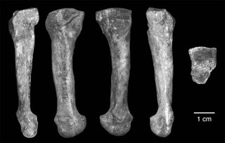 The fossilized arch bone, called the fourth metatarsal, thought to belong to an early human ancestor and discovered in Hadar, Ethiopia.
