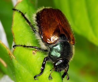 Brown June beetle on a green stem