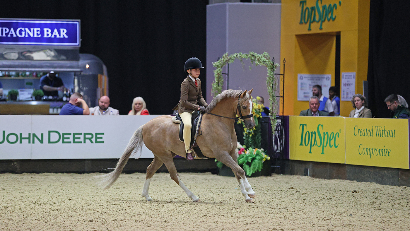 2024 HOYS mini M&amp;amp;M pony of the year championship