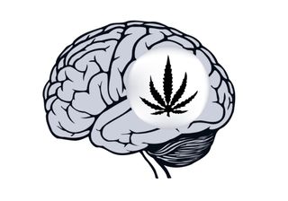 An drawing of a human brain, with a marijuana leaf