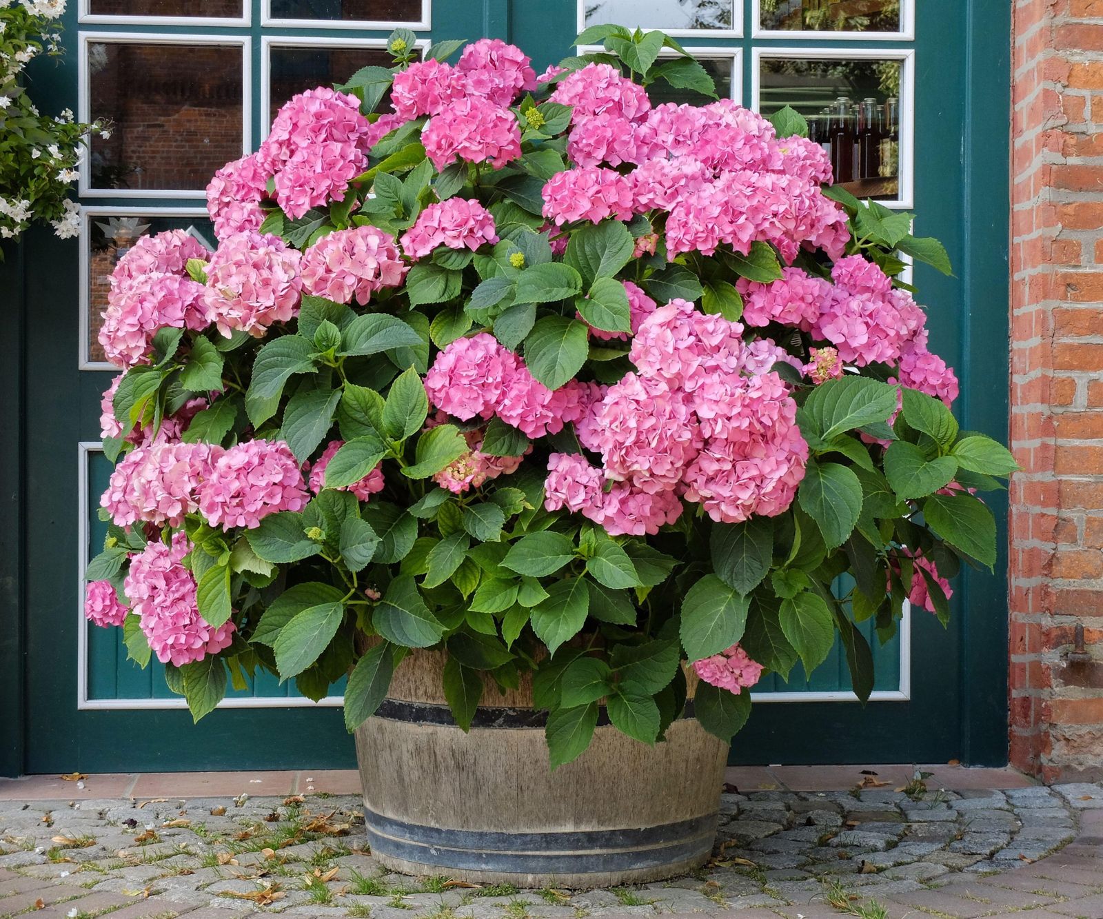 How to grow hydrangeas in pots: expert tips for containers | Homes and ...