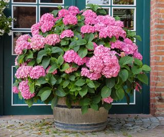 A large pink hydrangea planted in a large barrel