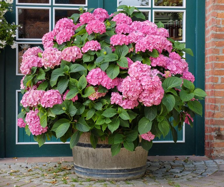 How To Grow Hydrangeas In Pots: Expert Tips For Containers | Homes ...