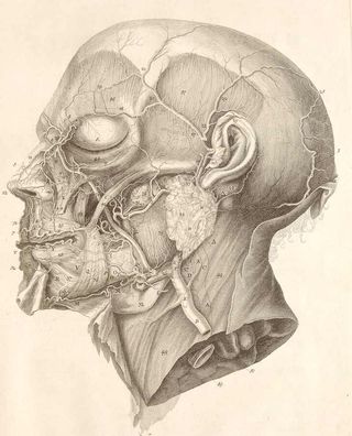 illustration of human anatomy from Dream Anatomy exhibition