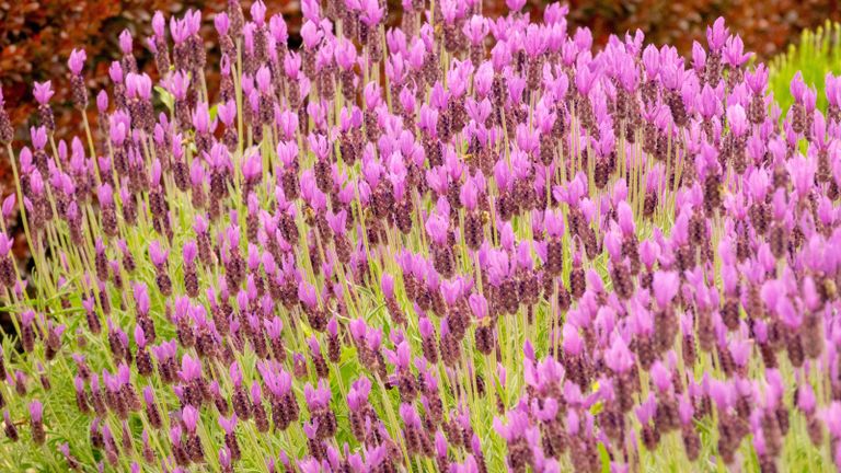 Flowering Papillon lavender growing in summer garden