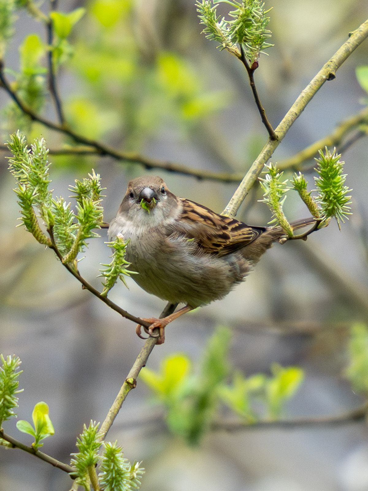 small brown bird on a branch