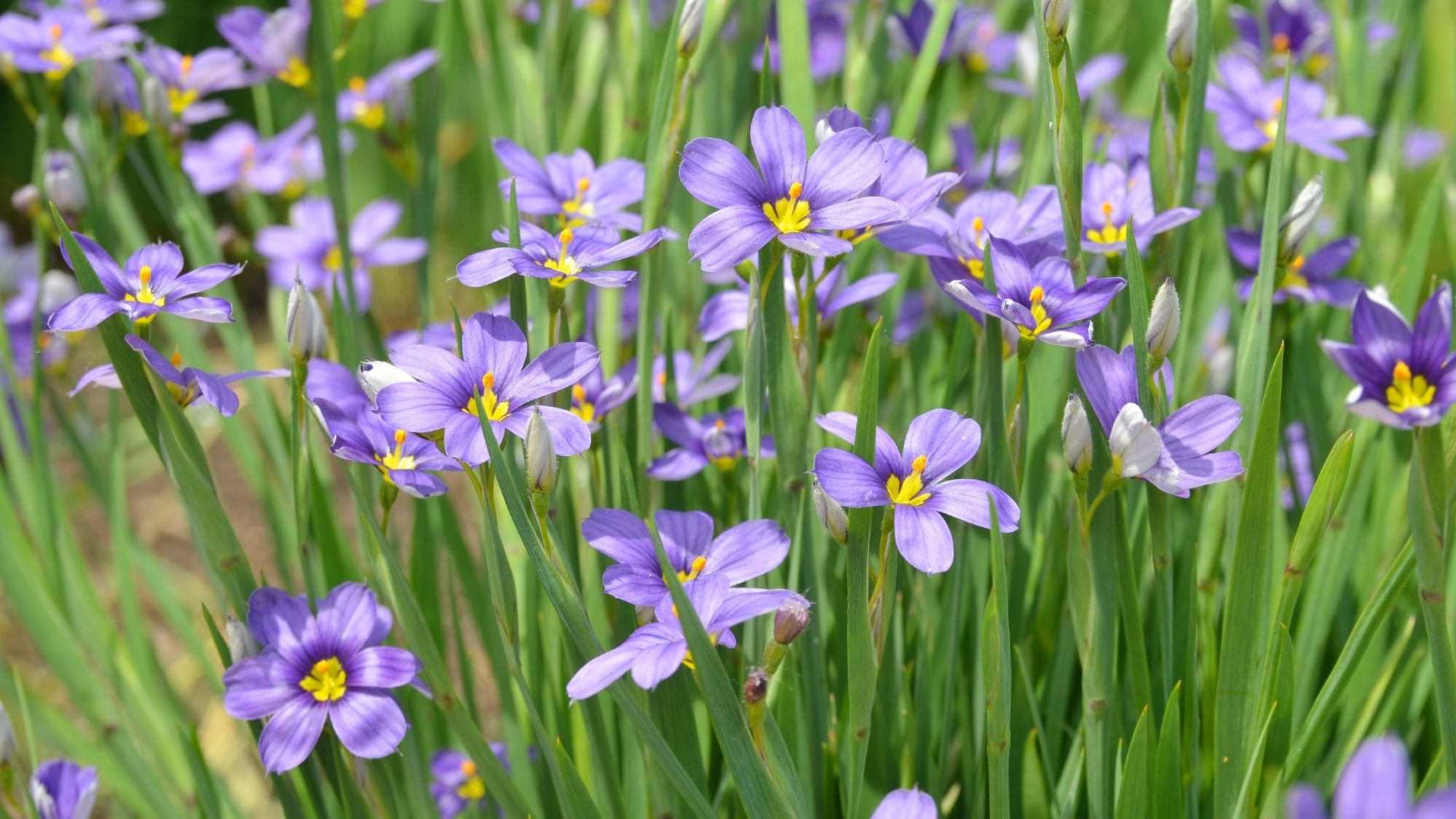 Spring sisyrinchium angustifolium flower plants