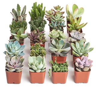 Shop Succulents Unique Succulent Plant Pack Collection - Live Mini Succulent Plants, Low Maintenance, Exceptional Colors & Textures - Wedding and Party Favors, Gift & Garden, Pack of 20