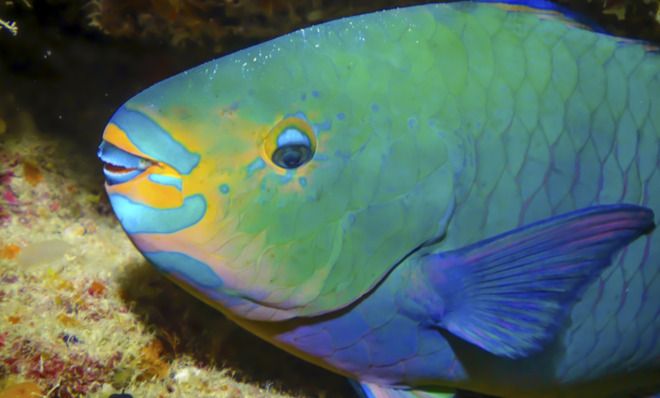 Parrot fish