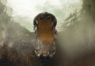 underwater photo showing a crocodile with jaws open lunging at the camera below