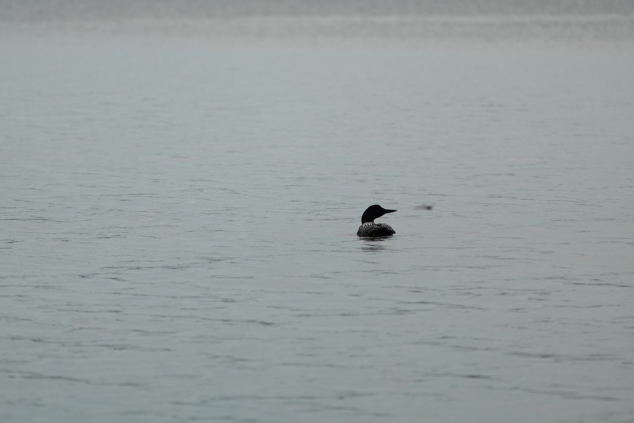 Sample photos taken with the Sony RX10 V of wildlife