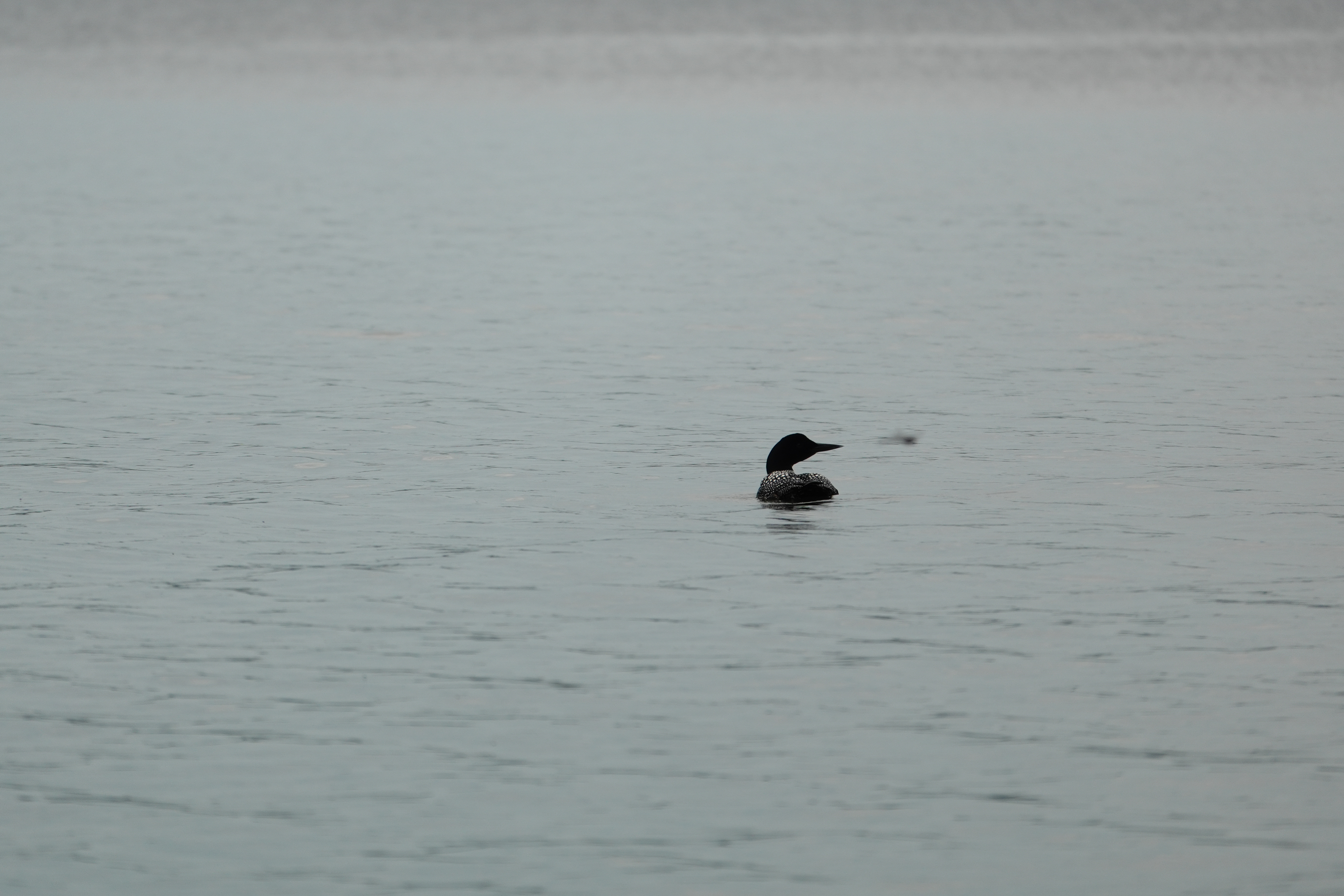 Sample photos taken with the Sony RX10 V of wildlife
