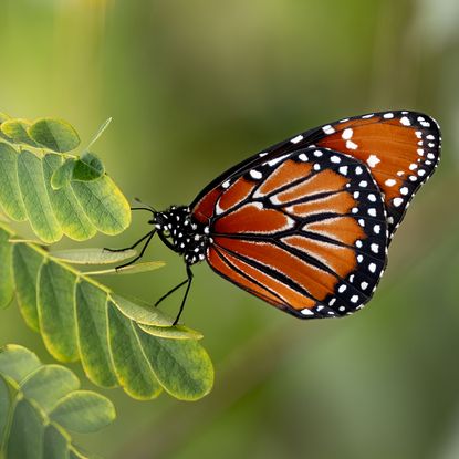 orange butterfly resting on host plant in summer