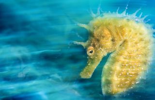 underwater photographer 2016, underwater photography contest
