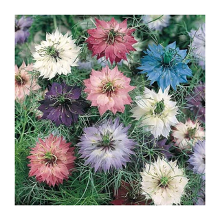 An assortment of growing nigella flowers