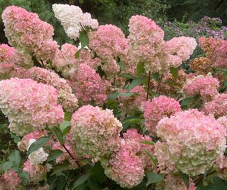 pink hydrangeas in full bloom in summer