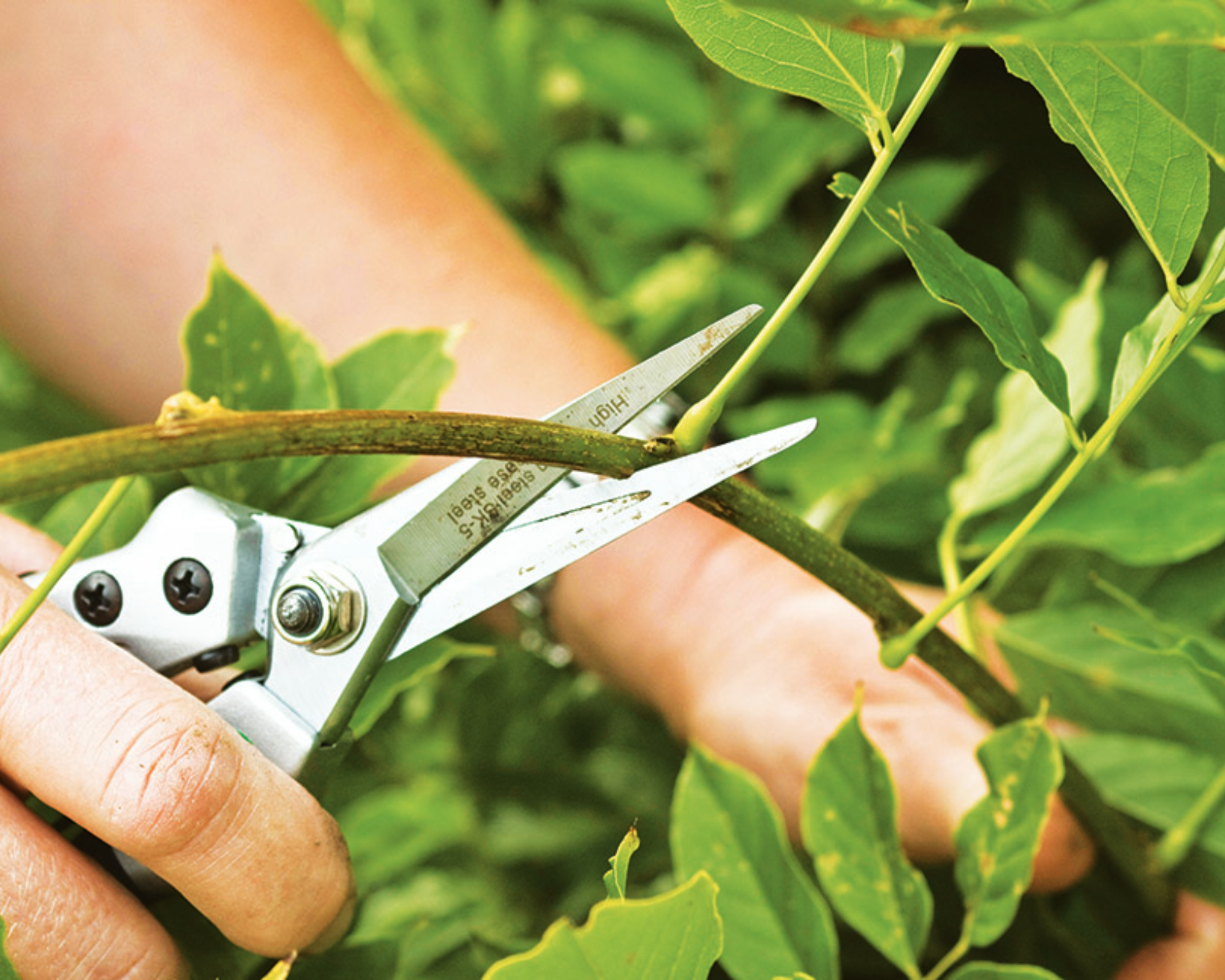 pruning wisteria in summer