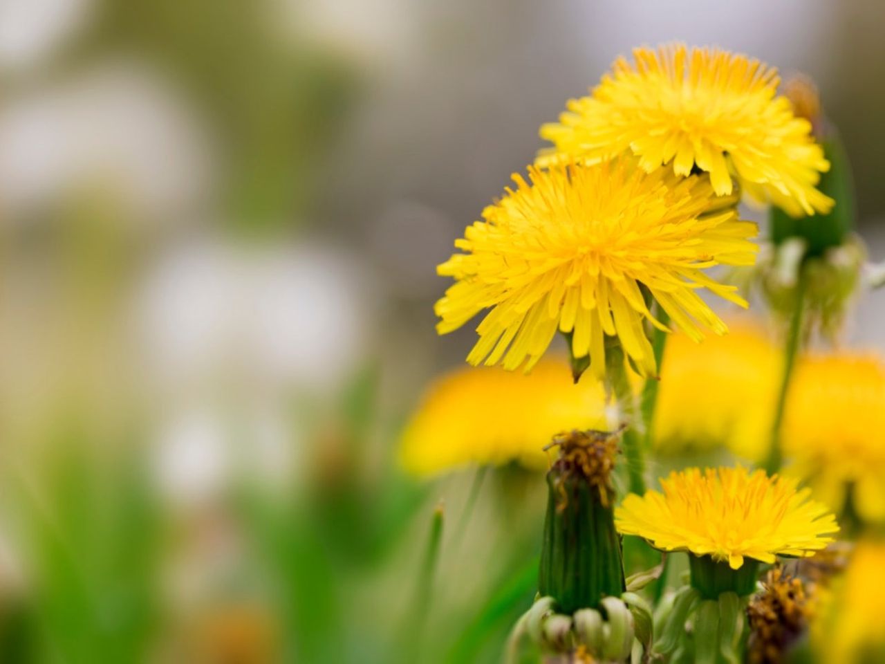 Yellow Weeds