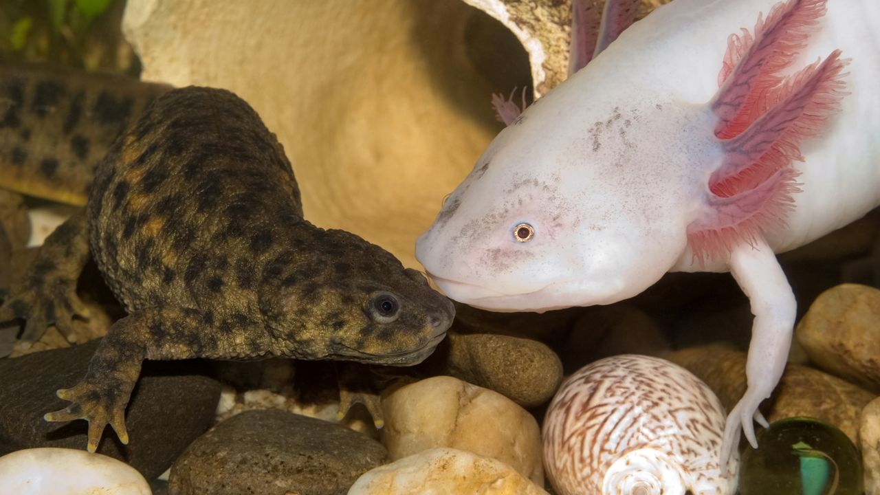 An Iberian ribbed newt and axolotl next to each other.