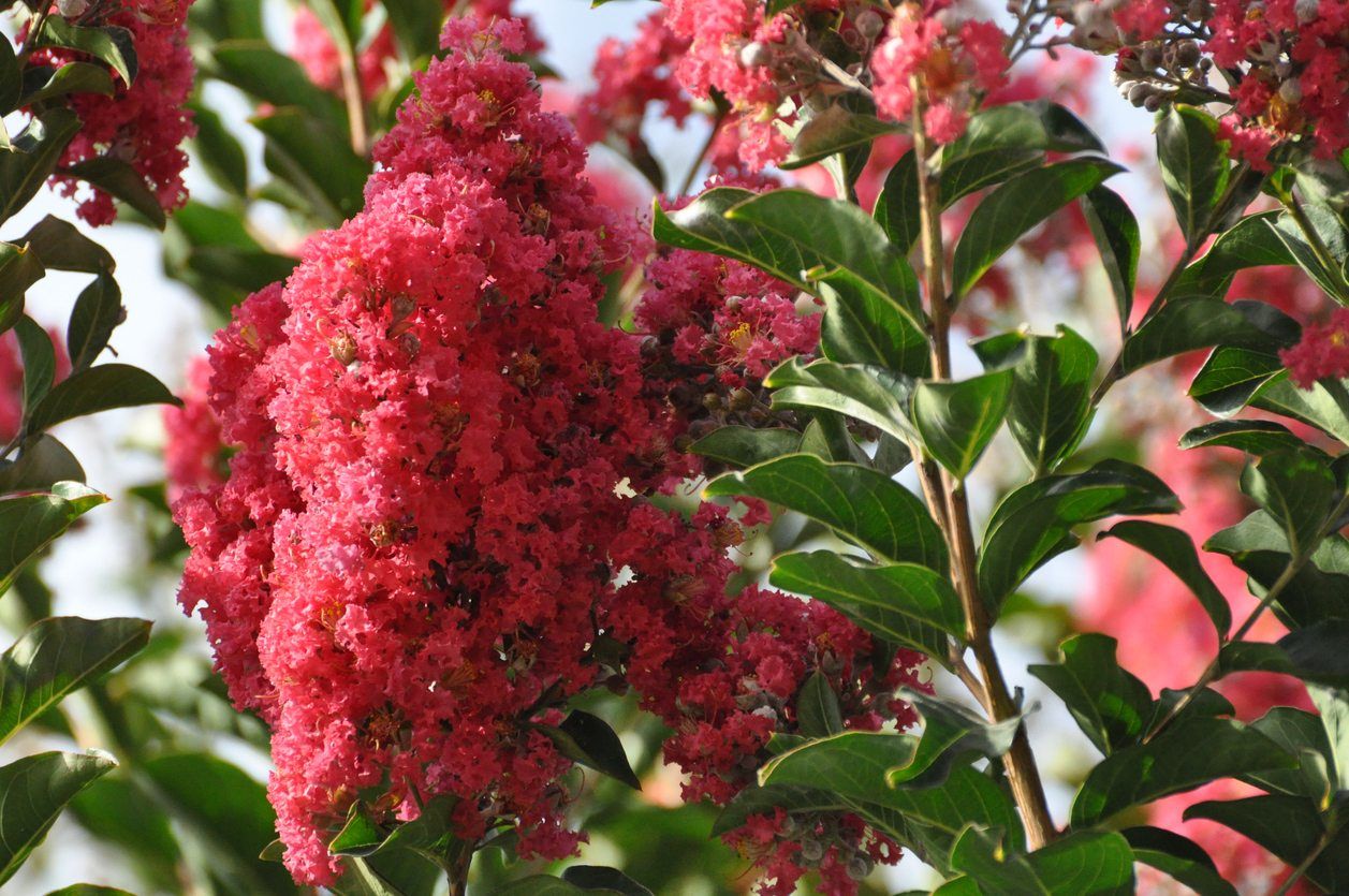 Red Flowered Crepe Myrtle Tree