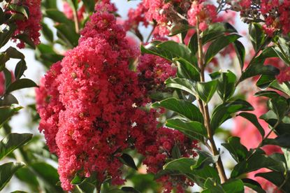 Red Flowered Crepe Myrtle Tree