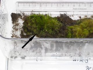 Moss regrown in a lab from a 1,500-year-old clump drilled from Signy Island offshore of Antarctica.