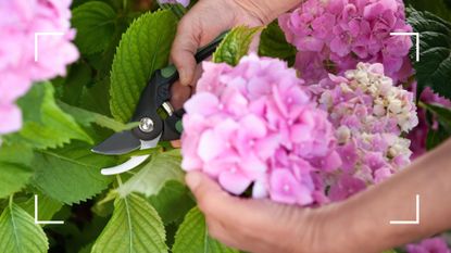 woman cutting the top off a hydrangea plant to show how to take hydrangea cuttings