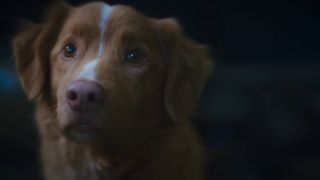 Indy the dog in supernatural horror movie Good Boy