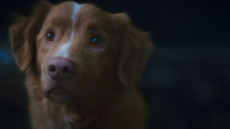 Indy the dog in supernatural horror movie Good Boy