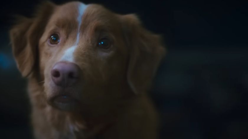Indy the dog in supernatural horror movie Good Boy
