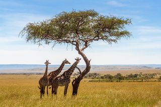 Three giraffes under acacia tree