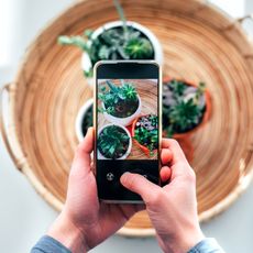smartphone being used to capture plant image