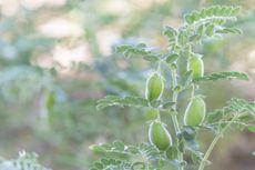 Green Garbanzo Bean Plant With Chickpeas