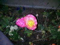 Outdoors, Night, Flash