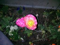 Outdoors, Night, Flash
